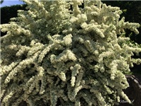 18b80445-20170516 Ri piracanta.jpg